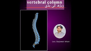 vertebral column [upl. by Ynaffet]