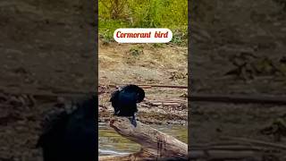 Sarvi is fascinated to see Cormorant bird in African jungle sarvic birdsounds  birdlovershort [upl. by Ramiah]