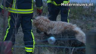 Brandweer redt Schotse Hooglander in Finsterwolde [upl. by Htims435]