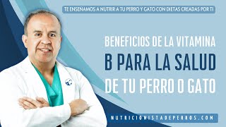 Beneficios de las Vitaminas B para la Salud de tu Perro [upl. by Ettenwad]