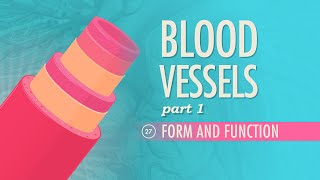 Blood Vessels Part 1  Form and Function Crash Course Anatomy amp Physiology 27 [upl. by Ilagam]