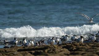 Greater Crested Terns Tattlers Plovers and ruddy turnstones on the shoreline [upl. by Buzz239]