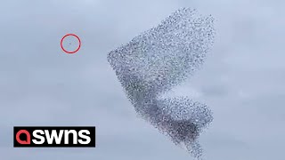 100000 starlings outwit two divebombing falcons in a stunning murmuration  SWNS [upl. by Meehan1]