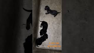 Walking  3wks old mini doxies [upl. by Sahc]