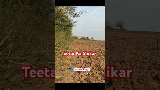 Teetar Ka Shikar 😱 shorts shortsvideo ytshorts teetarkashikar teetarhunting [upl. by Damita674]