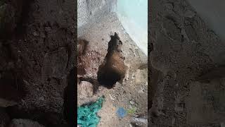 🐇🤩முயல் உண்மை யா குட்டி போட்டுட்டு 😱😃🤩💦🙌‼️🌟💥🌱❤⁉️trending tamil petscorner rabbit rabbits yt [upl. by Aruabea]