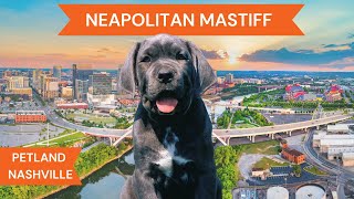 Neapolitan Mastiff Breed Highlights [upl. by Artined]