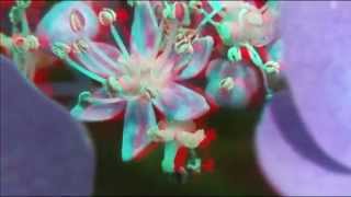 Tchaikovsky Pyotr Ilyich  Waltz Of The Flowers 3D HD [upl. by Aciraa]