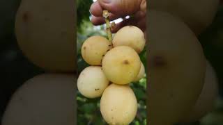 Our sweet longkong harvest with this antsfruitasmr lansonessweet viralvideo shorts [upl. by Atwood834]