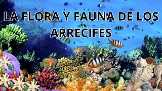 Descubre la flora y fauna submarina en los arrecifes de coral [upl. by Radferd24]