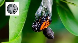 The life of Monarch Butterfly [upl. by Anieral978]