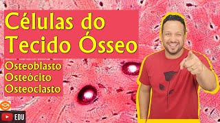 Células do Tecido Ósseo  Osteoblastos Osteócitos e Osteoclastos  Componentes do Tecido Ósseo [upl. by Bate]