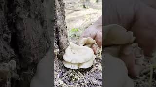 Mashroom season started mushroom [upl. by Ayocat]