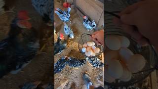 How Many Eggs Did The Chickens Lay chickeneggs [upl. by Xxam809]