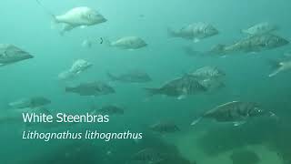 Free Diving with White Steenbras in the Knysna Heads [upl. by Stacia]