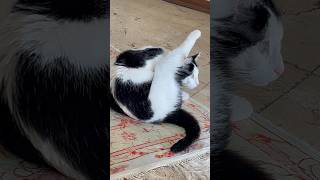 Super cute catshorts viralvideo cat [upl. by Jeraldine]