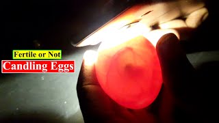 Candling Chicken Eggs  Candling Eggs Fertile or Not  Birds and Animals Planet [upl. by Aineles992]