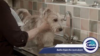 How to wash my dog who has skin problems [upl. by Yanej]