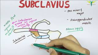 Subclavius  Muscle  Origin  Insertion  Nerve supply  Anatomy [upl. by Rankin]