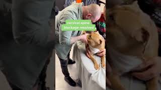 Dog Chiropractor Funny Video  Dog Chirporactor dogchiropractor [upl. by Alexis]