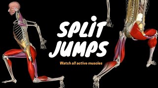 Split Jumps I Plyometric Training I Anatomical Analysis [upl. by Mascia]