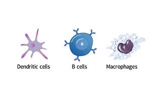 INFLAMMATION EXPLAINED PHAGOCYTOSIS EXPLAINED [upl. by Epolenep]