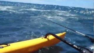 Sail  Fishing massive tuna schools on a Hobie Adventure Island [upl. by Eckhardt]