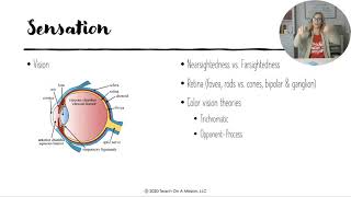 AP Psychology Unit 3 Sensation and Perception Review Video with Mandy Rice [upl. by Consuela934]