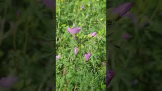 La Mauve une Fleur Calmante des Brûlures Digestives [upl. by Wack]