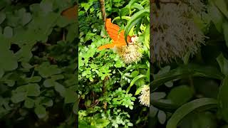 Ruddy daggerwing butterfly Playa del Carmen Mexico tropical Caribbean insect life nature explore [upl. by Dominica606]