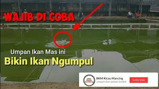 Bikin Umpan Putih Ikan Mas pake INI malah bikin nagih mancing [upl. by Ceevah909]