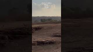 Ranthambore Tiger Sighting Part1 travel gowhereyoufeelthemostalive minivlog wildlife [upl. by Moor]