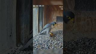 Falcon male brings prey for Female falcon birds wildlife shorts birdnest hunting wildlife [upl. by Aineg]