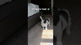 Nah I’m good fam 👹 shihtzu dogs dog pets puppy cute clean bathtime funny [upl. by Oemac]