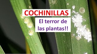 COCHINILLAS El terror de las plantas  Como eliminarlas DEFINITIVAMENTE [upl. by Kersten]