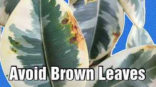 Tips to avoid Brown Leaves on Ficus Rubber Plant [upl. by Namad932]