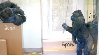 Silverback Gorillas Quick Response When Hearing Daughter Shouts  Shabani [upl. by Lua490]