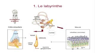 Le système vestibulaire [upl. by Van699]