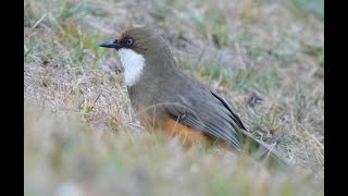 Whitethroated Laughingthrush 白喉噪眉 [upl. by Idisahc]