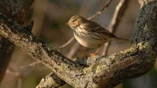 Pipit Farlouse [upl. by Ahsitauq758]