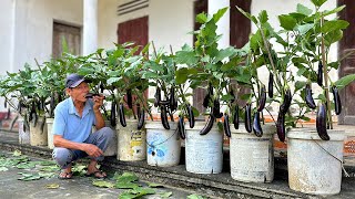 Growing Eggplants So Easy Harvest Over 50 KG Each Season Once You Try You Succeed [upl. by Arihs]