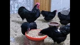 Australorp ko 13 number feed dyn ya dall dana  Australorps ko konsi khurak dyn [upl. by Georgena254]