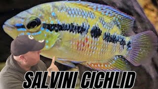 WATCH THIS BEFORE YOU BUY A SALVINI CICHLID [upl. by Anaidni]