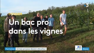 Un bac pro pour devenir viticulteur  France 3 Alsace  21 septembre 2023 [upl. by Metah]