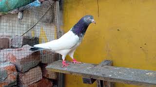 Bachay Uranay Wala golden nar ll pigeon passion sports ll [upl. by Allevon]