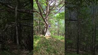 I CLIMB THIS OLD WHITE PINE TREE [upl. by Loni]