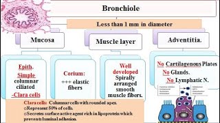 Respiratory system 3 bronchioles and respiratory part of respiratory system 2021 [upl. by Konyn594]