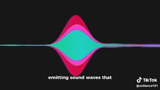 Evolution of Echolocation [upl. by Isnyl615]