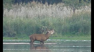 Hirschbrunft 2023 in der Teichlausitz  Platzhirsch im Portrait [upl. by Joshua]