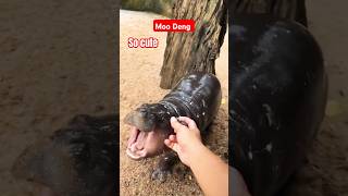 Baby hippo Moo Deng goes viral trending [upl. by Ehcnalb]